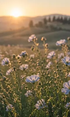 Campo di lino in fiore al tramonto